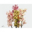 orchidé gr varies - R&F Cymbidiums