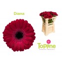 germini Diana - Topline Gerbera