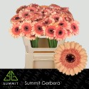 germini OREO - Summit Den Houter Gerbera