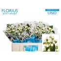 Hypericum Coco Uno TM - Florius BV