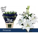 lilium PETACAS - Double Check Lily