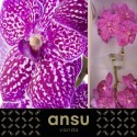 VANDA SU LIPSTICK - Ansu