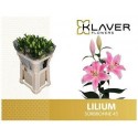 lilium SORBONNE 3+ - .