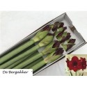 amaryllis GA ROYAL VELVET - van der Ende...