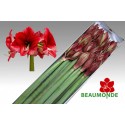 amaryllis GA MAESTRO - Arno van Marrewijk