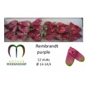 anthurium rembrandt purple x 12 -...