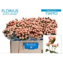 Hypericum Coco Tiamo TM - Florius BV