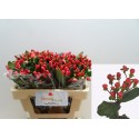 hypericum GO TOP - Benev Flora Ltd