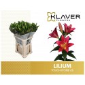 lilium TOUCHSTONE - Klaver Flowers