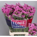 statice SIN ETERN PINK - TONIE Flowers
