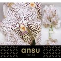 VANDA SU PUR CONFET - Ansu