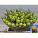 Tulip du shell - Borst Bloembollen BV J.A.