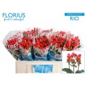 hypericum COCO RIO - .