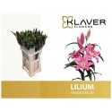 lilium VALDOSTA 2+ - .