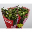 Freesia se varies - Bos Flowers & Freesia