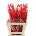 BETULA OV KLB H% ROUGE - Optimus