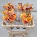 calla Sunset Passion 50cm - van Schie Calla's