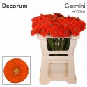 GE MB POMPONI FOZZIE - Oudijk Gerbera