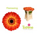 germini FLAMAZING - Oudijk Gerbera