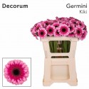 germini KIKI - Oudijk Gerbera