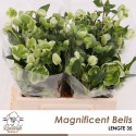 Helleborus Magnificent Bells 35 cm -...