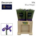 Iris Blue Magic 22 Decorum - Middenweg...