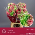 œillet gros Xmas Tree SEL - Santa Dorotea