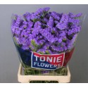statice MARTIN BLUE - TONIE Flowers