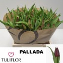 TU Pallada - Tuliflor