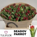TU Seadov Parrot - Tuliflor