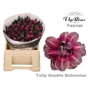 tulipe DOUBLE Bohemian bleu - Vip Roses by...