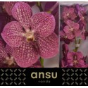 VANDA NI TROPI PUNCH - Ansu