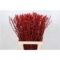 SALIX CAPREA SNOW FLAKE P. RED - .