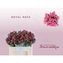 bouvardia ROY ROZA 50 - Vreeken Bouvardia