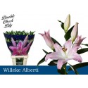 lilium Willeke Albert rose - Double Check...