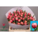 tulipe COLUMBUS - Triflor