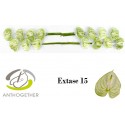 anthurium EXTASE - Anthogether Bouman