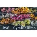 cymbidiums gemengd - M.v.d.Knaap Cymbidium BV