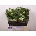 Helleborus Mammoth blanc - Marginpar / KD