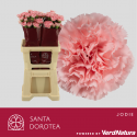 œillet gros Jodie rose SEL - Santa Dorotea
