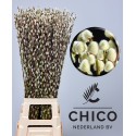 Salix caprea 'Snow Flake' 90cm - Chico...