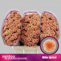 santini MILLER APRICOT - Zentoo