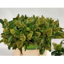 Skimmia Kew vert 50, 6 bossen - Lauwen...