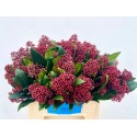 Skimmia Rubella 10 botte 35cm - R.M.J. Groot