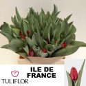 TU Ile De France - Tuliflor