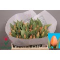 tulipe AD REM - Triflor
