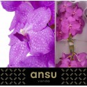 VANDA NI HOT PINK - Ansu