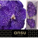 VANDA NI TWEED BLUE - Ansu