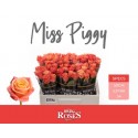 R Gr miss piggy - Van den Berg Roses