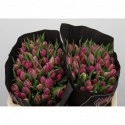 Tulipe db double princess - Black Label...
